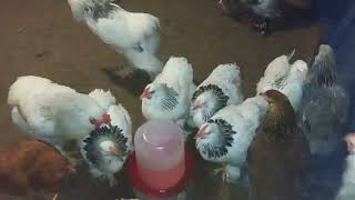 Baby Chicks 🐥  brahma 229 day Курчатка Брама 229 день [upl. by Colet]