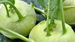 Kohlrabi wie du es noch nie gegessen hast  meine 3 LieblingsRezepte Auflauf Gemüse Pfanne [upl. by Musihc]