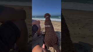 They chose me dog shorts beach beachlife me [upl. by Lobel]