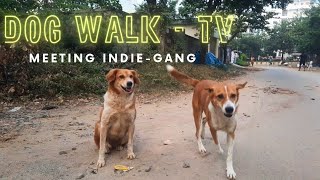 DOG WALK  TV  The Best Dog Advice for New Pet Parents  indiedog 🇮🇳 pets dog adoptdontshop [upl. by Naes]