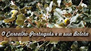 O CarvalhoPortuguês e a sua Bolota  The Portuguese Oak and its Acorn [upl. by Mcgill]