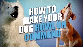 How to Make a Dog Howl On Command [upl. by Ettennad218]