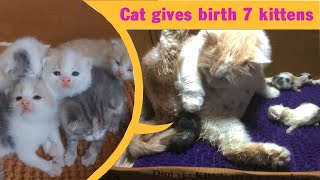 Cat Gives Birth To 7 Kittens  Cat Giving Birth  Part 1 [upl. by Nyladgam606]