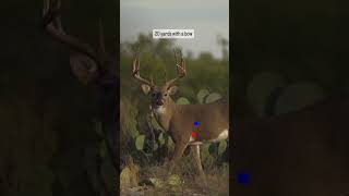 Red or blue deer huntingseason deerhunting bowhunting hunting whitetailhunting [upl. by Plato439]