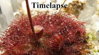 Drosera tentaculata Itacambira Brazil  Timelapse 970x [upl. by Kwabena221]