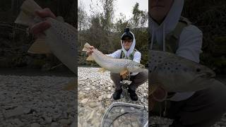 Fly Fishing in the Dolomites flyfishing fishing fish fishingvideo trout shorts fishinglife [upl. by Otreblif]