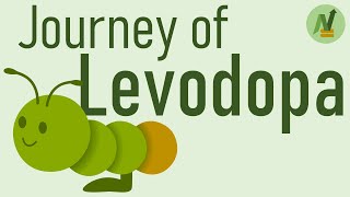 Journey of Levodopa [upl. by Bunny]