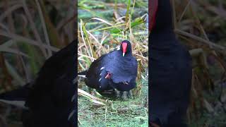 Common Moorhen with Chick birds nature shorts [upl. by Bricker]