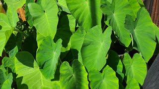 Tips for Growing Taro Dasheen Bush  Callalo [upl. by Sy]