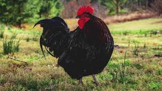 Croad Langshan Chicken  Everything You Need To Know [upl. by Absa332]