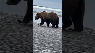 Bear Charges Photographer In Alaska [upl. by Eisdnil80]