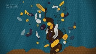 Can Microbes Clean Up Our Oily Mess  Instant Egghead 58 [upl. by Treve]