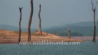 Backwaters of Linganamakki Dam in Karnataka [upl. by Akciret280]