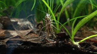 A Peaceful Aquarium For My Aquatic Isopods  Asellus Aquaticus [upl. by Treva]