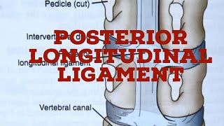 Posterior longitudinal ligament [upl. by Artinahs211]