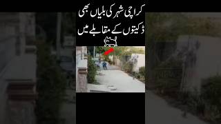 Karachi ki billian b choron ke samny agai 🐈😺 [upl. by Namien]