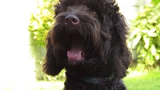 Baxter  Labradoodle x Cockapoo  4 Week Residential Dog Training [upl. by Wilona]