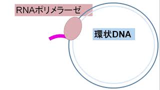 2節原核生物の転写翻訳 [upl. by Milstone]