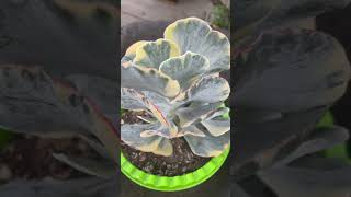 Cotyledon Undulata Variegado [upl. by Aisenet]