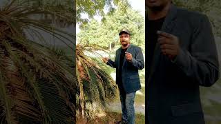 Cycas Plant botany jee chemistrytrick biology jee [upl. by Ieluuk]