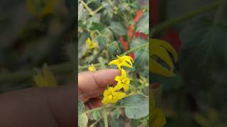 Winter vegetables flower blooming  houseplants  garden nature [upl. by Assek]