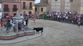 Villarramiel Fiesta San Bartolomé 2024  I Encierro Tradicional Desde Pza España [upl. by Aivatra]