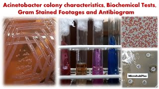 Acinetobacter colony characteristics Biochemical Tests Gram Stained Footages and Antibiogram [upl. by Neelasor]