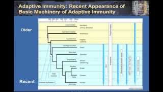 T Cell and B Cell Interactions in Health and Disease [upl. by Shiau980]