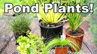 5 Common But AWESOME Garden Center Plants Perfect for PONDS Too💦🐠🌿 [upl. by Nelyaw]