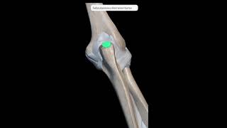 Elbow joint anatomy I Joint Capsule Ligaments Bursa Movements Blood Nerve Supply I 3D Animation [upl. by Eelibuj]