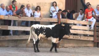 HD 1º TORO ENSOGADO EN CABRETÓN  LA RIOJA  2010 [upl. by Kathlene]