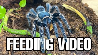 This is what happens to my Tarantulas in the HOT SUMMER TARANTULA FEEDINGWATERING [upl. by Adnomal]