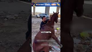 Спасли бесхозных лошадок и отвезли в приют 😮🔥🐎 [upl. by Alleuqahs]