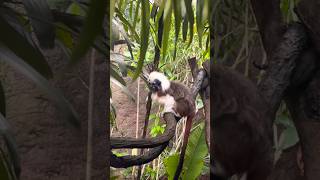 Nature  Cotton Headed Tamarin The Mini Monkey [upl. by Tikna]