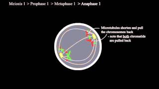 How Meiosis Works [upl. by Reivaxe]