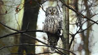 4K Ural owl Puszczyk Uralski Strix uralensis sonyfx30 4k [upl. by Naj]