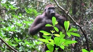 Juvenile Gorilla Modiayes Chest Beating Antics [upl. by Raybourne601]