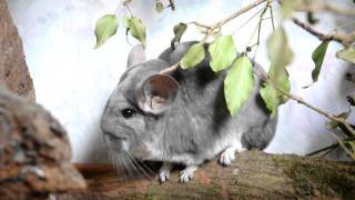 Chinchilla nimmt Blinddarmkot auf  Caecotrophy of a Chinchilla [upl. by Ardien]