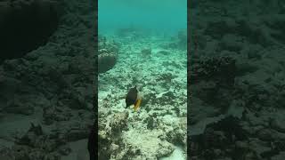 Balistapus undulatus triggerfish trekkervis fish travel scubadiving snorkeling ocean scuba [upl. by Lasyrc202]