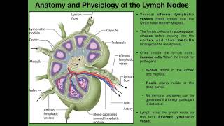 Anatomy amp Physiology of Lymph Nodes [upl. by Newel]