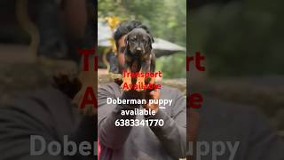 Doberman puppy sale in maduraicoimbatoreTrichyselamchennaierodeVelloredobermanpuppypets [upl. by Winson764]