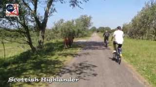 Cycling through the dunes to the beach Netherlands 278 [upl. by Suirrad905]