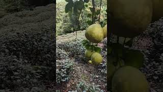 Pomelo fruit tree trending shorts viral yt [upl. by Colan658]