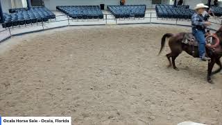 Ocala Horse Sale  Ocala Florida [upl. by Arin]