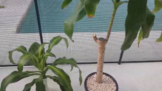 The secret to successfully propagating Dracaena Massangeana [upl. by Hoseia]