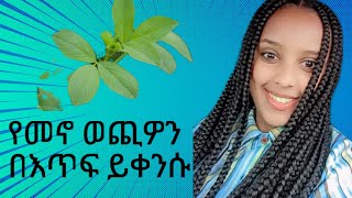 አልፉአልፋ ተክል ለዕርባታ ያለዉ ጠቀሜታ what is the use of alfalfa seed for poultry [upl. by Stromberg219]