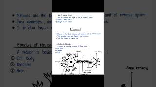 Nervous System Neuron Neuroglia Type Of neuron Human Antonym And Physiology [upl. by Amaral432]