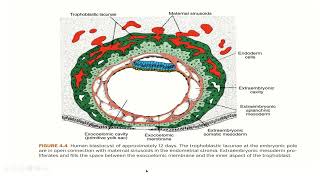 Embryology  Second week development [upl. by Amikay320]