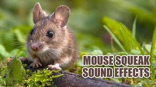 Mouse Sounds 🐁 Mouse Squeaking Sound Effects [upl. by Kashden]