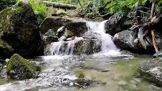 Wasser Waldgeräusche Das Rauschen des Baches und der Gesang der Vögel heilen das Nervensystem ASMR [upl. by Nitsoj984]